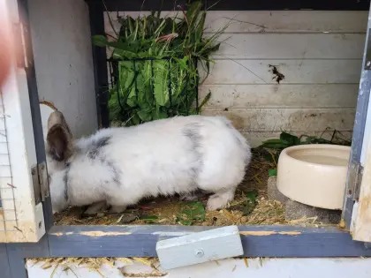 Kaninchen mit Stall und Auslauf
