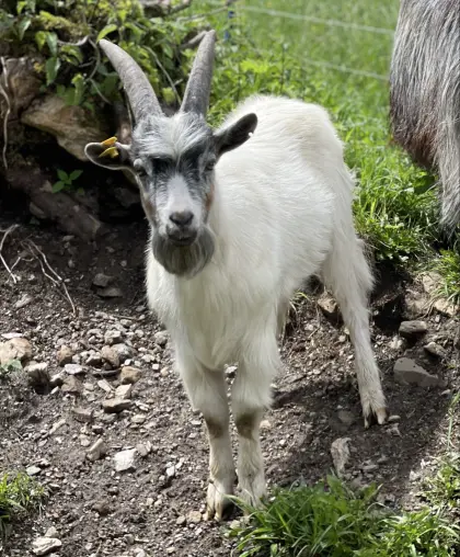 Blobe Walliser Mix Bockerl, Bock, Ziegenbock