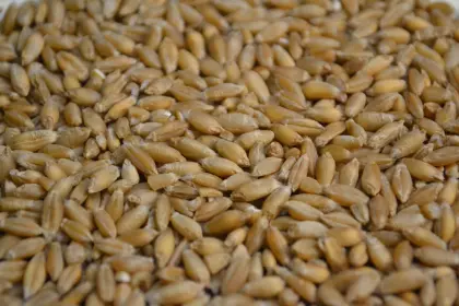 Futtertriticale