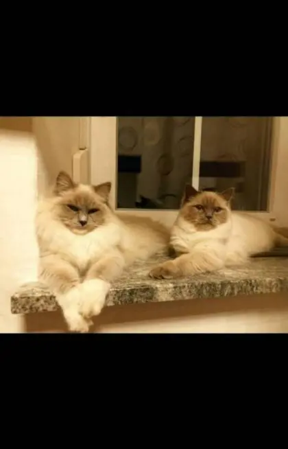 Katzen