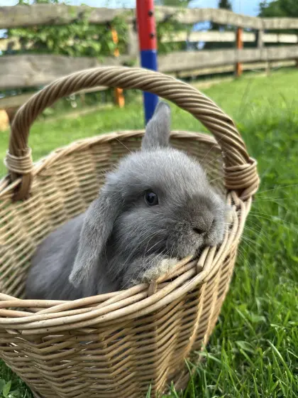 Lop-Hasen