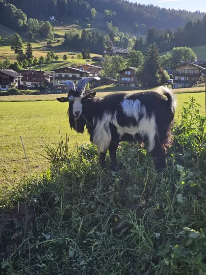 Zwergziegenbock