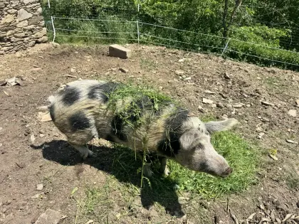 Turopolje Zuchtsau reinrassig