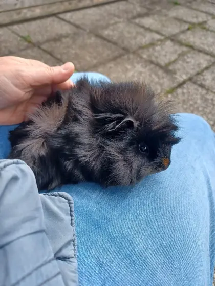 Zwei Meerschweinchenmädls zu vergeben