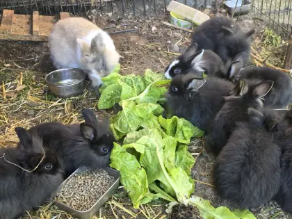 Zwergkaninchen-Mix