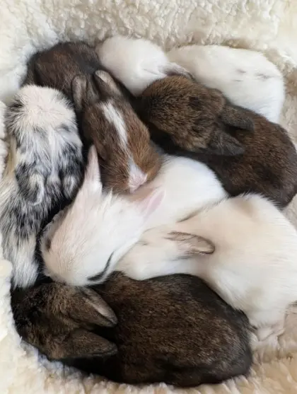 Löwenkopfkaninchen in allen Farben