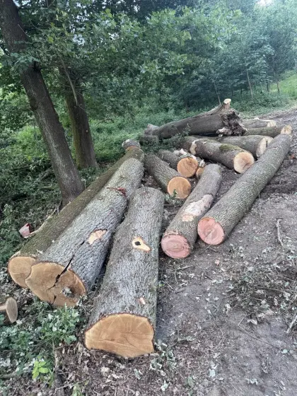 Eiche und Eschen Rundholzstämme