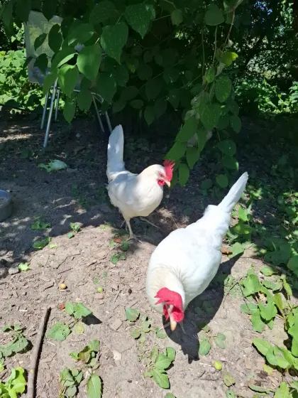 Weiße Legehybriden