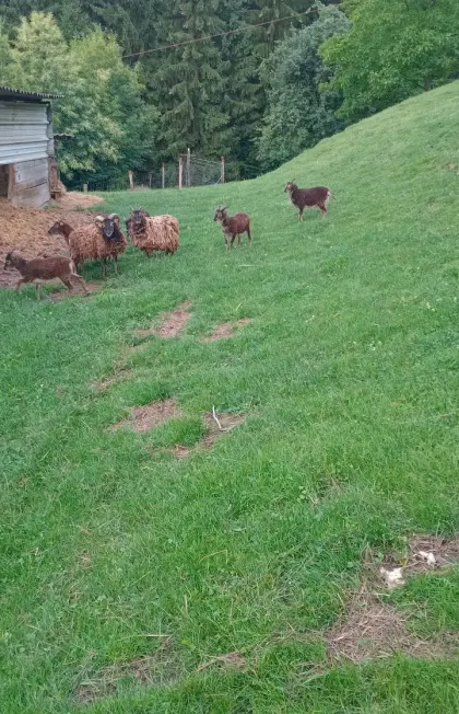 Soay-Schafe