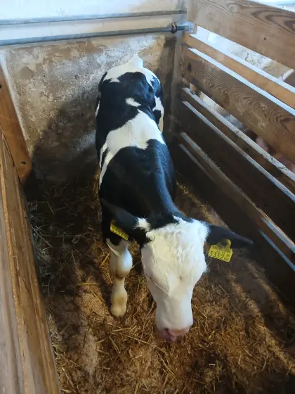 Bio-Kalb, männl.