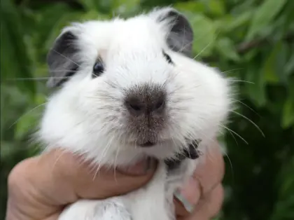 California Meerschweinchen