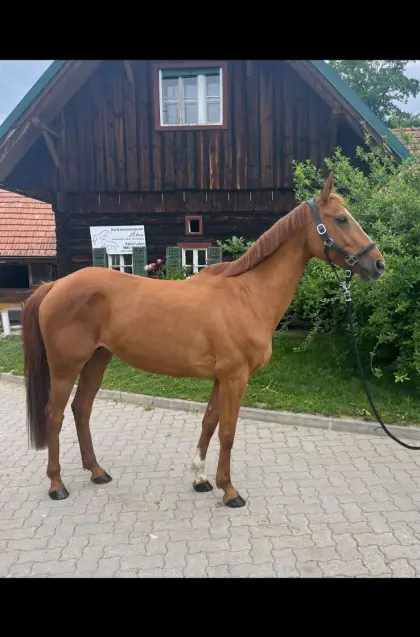 Warmblutstute