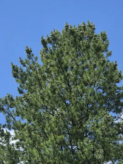 Zirbenzapfen