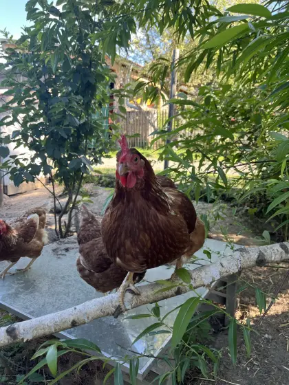 Braune Hybridhennen suchen neues Zuhause