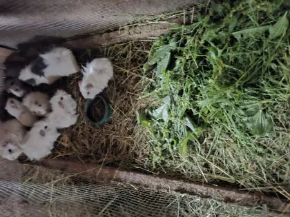 Meerschweinchen
