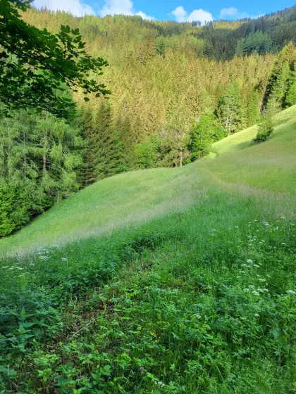 Grünland und Sommerweide