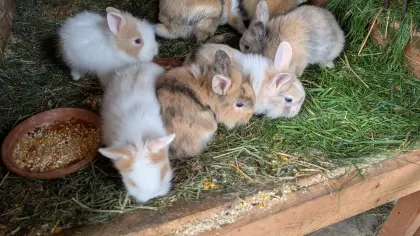 Zwergkaninchen in vielen Farben zu verkaufen