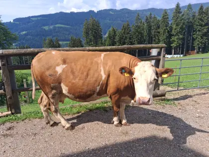 Trächtige Bio-Fleckviehkuh aus Milchviehbetrieb