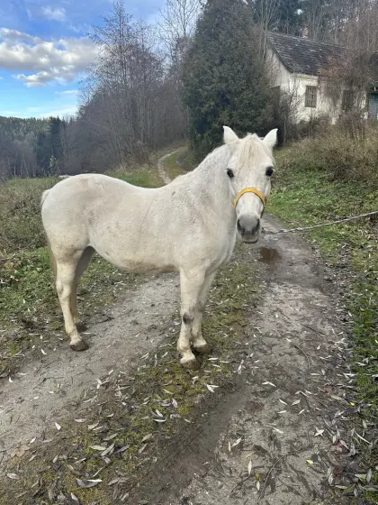 Schimmelstute