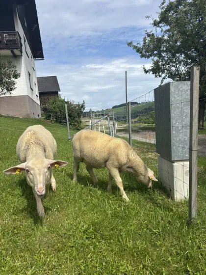 Verkaufe zwei männliche Widder-Schafe