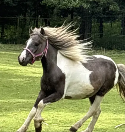 Super liebe Pony-Stute