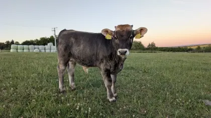 Tiroler Grauvieh Bullenkalb