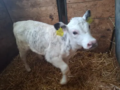 Bio Belgier Kuhkalb