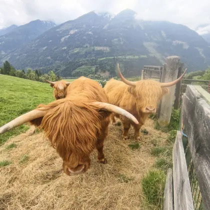 Schottisches Hochlandrind Oberkärnten