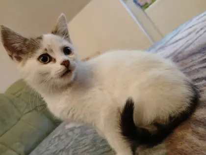 Babykatze (weiblich)
