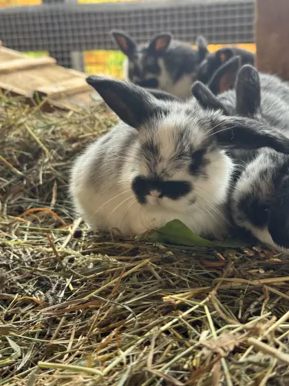 NHD-Mini-Lop-Babys aus liebevoller Hobbyzucht