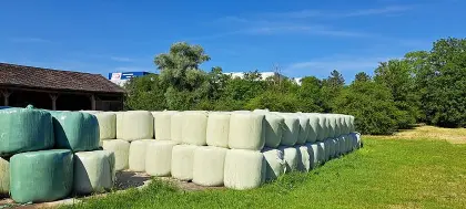 Maissilageballen, Ernte 2025