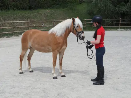Edessa, Haflinger-Stute