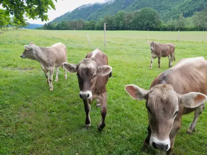 Braunviehzuchtkälber