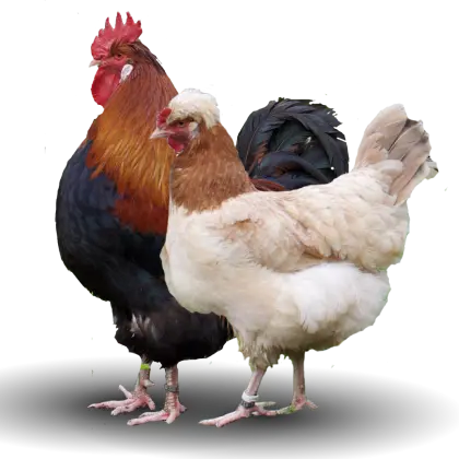 Sulmtaler Küken