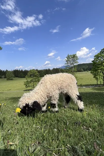 Organski crni nos iz Valaisa