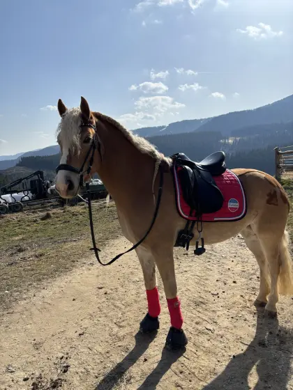 Haflinger Stute