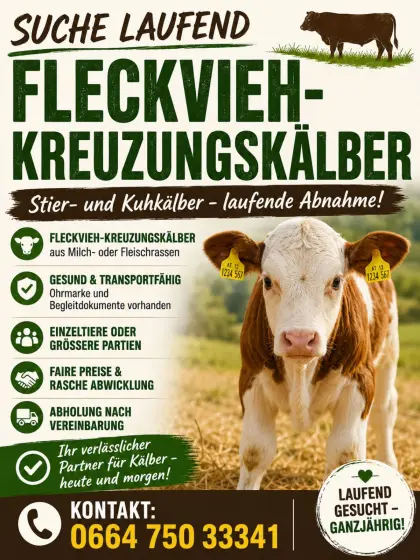 Suche Kälber