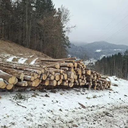 Holz 4 m Stamm