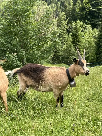 Passeirer Gebirgsziege