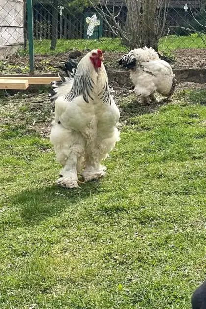 Brahma-Hahn und Hühner