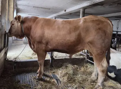 Blonde d'Aquitaine Stier