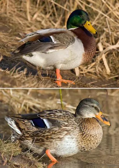 Wildenten/Stockenten