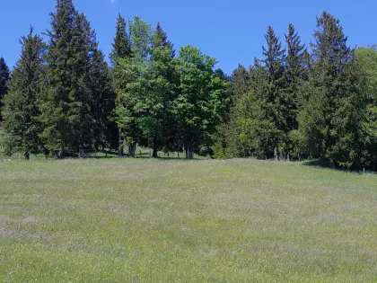12 ha Grünland und Wald