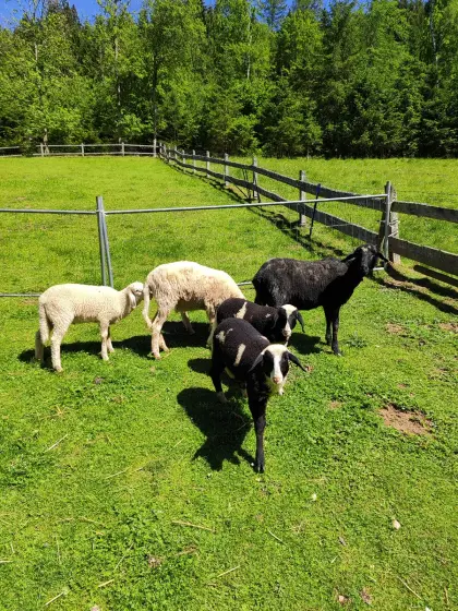 Jungmitterschaf mit Lamm