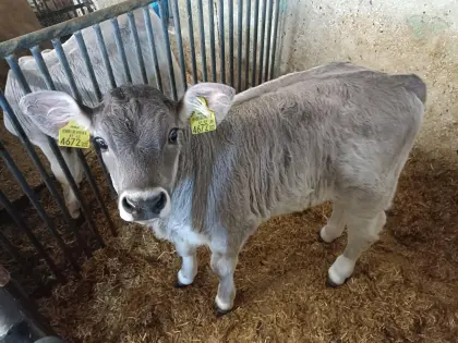 Bio Original Braunviehkalb
