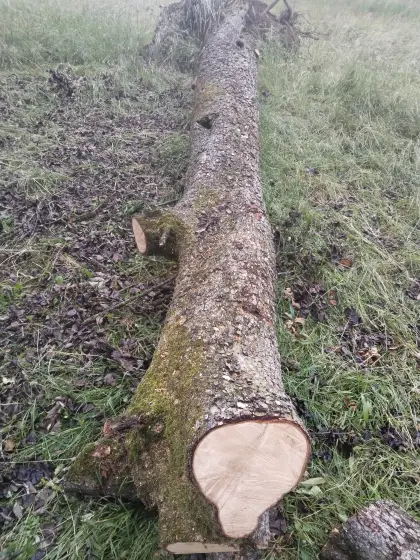 Alter Birnbaum 4550 Kremsmünster