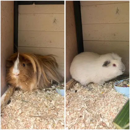 Meerschweinchen