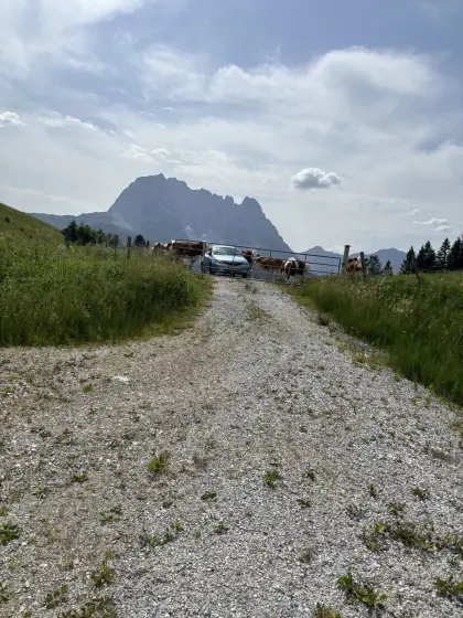 Biete Almplatz im Bezirk Kitzbühel
