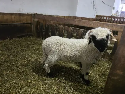 Walliser Schwarznasen Jungwidder