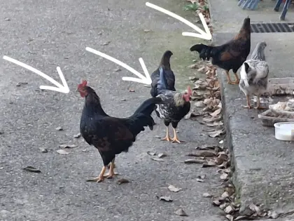 Verschenke 3 Zwerghähne, Junghähne